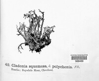 Cladonia squamosa image